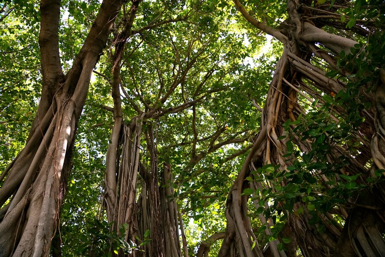 Les plus beaux arbres de France: Votez pour le Banian du Port!