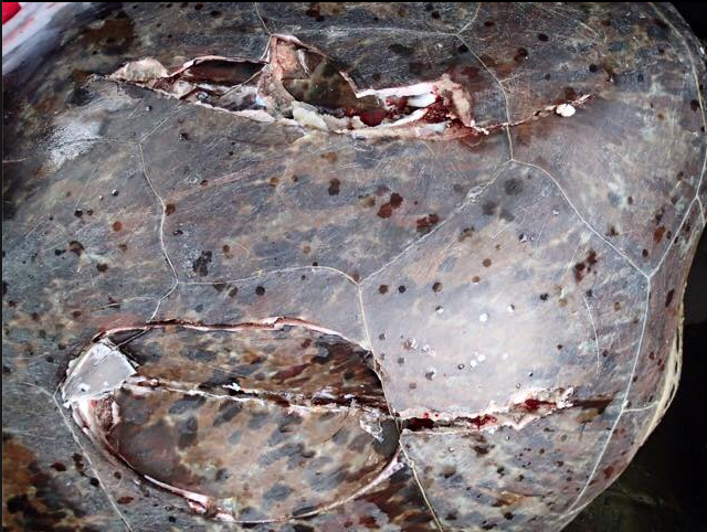 St-Gilles: La tortue percutée par un bateau est morte