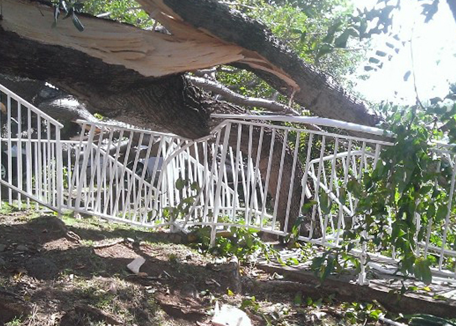 Champ-Fleuri : Plusieurs voitures endommagées après la chute d'un arbre