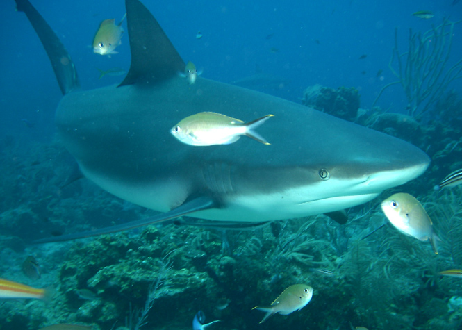 Un requin bouledogue observé au Cap la Houssaye