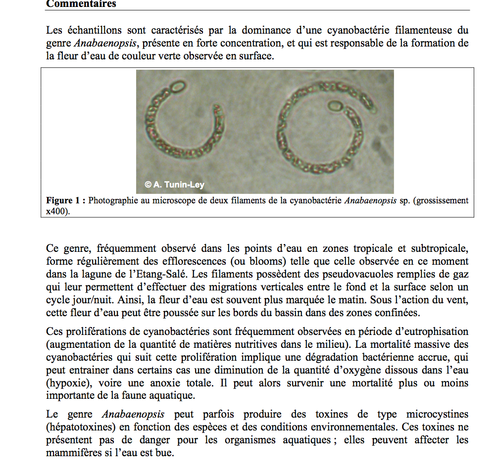 Etang-Salé: Les analyses montrent que des cyanobactéries se sont formées dans le bassin