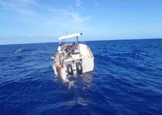 Cap Requins 2 est désormais opérationnel sur tout le littoral ouest et sud