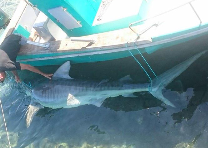 Un requin-tigre pêché à l'Etang-Salé