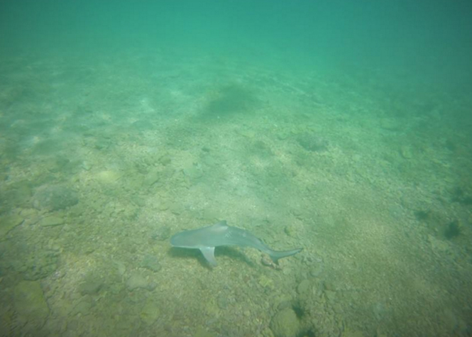 Un petit requin observé dans le bassin Manapany