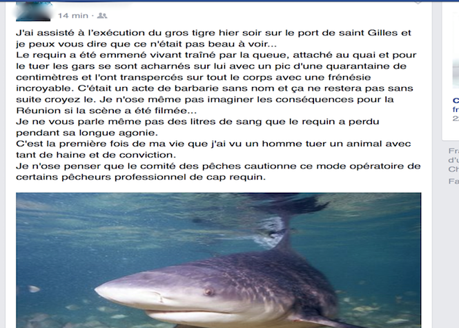 Les premières images du massacre du requin tigre