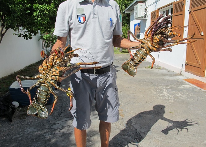 Des pêcheurs interpellés avec 30 kilos de langoustes