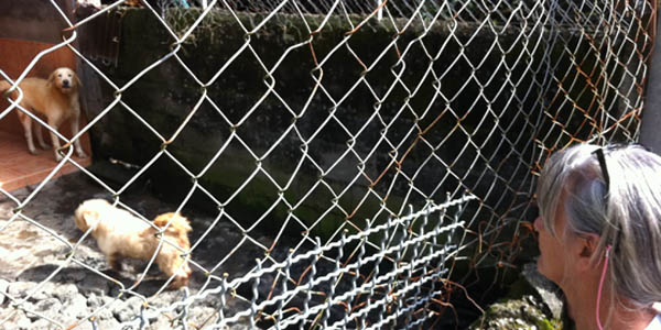 Le refuge pour chiens et chats de Saint-Benoît a besoin de vous