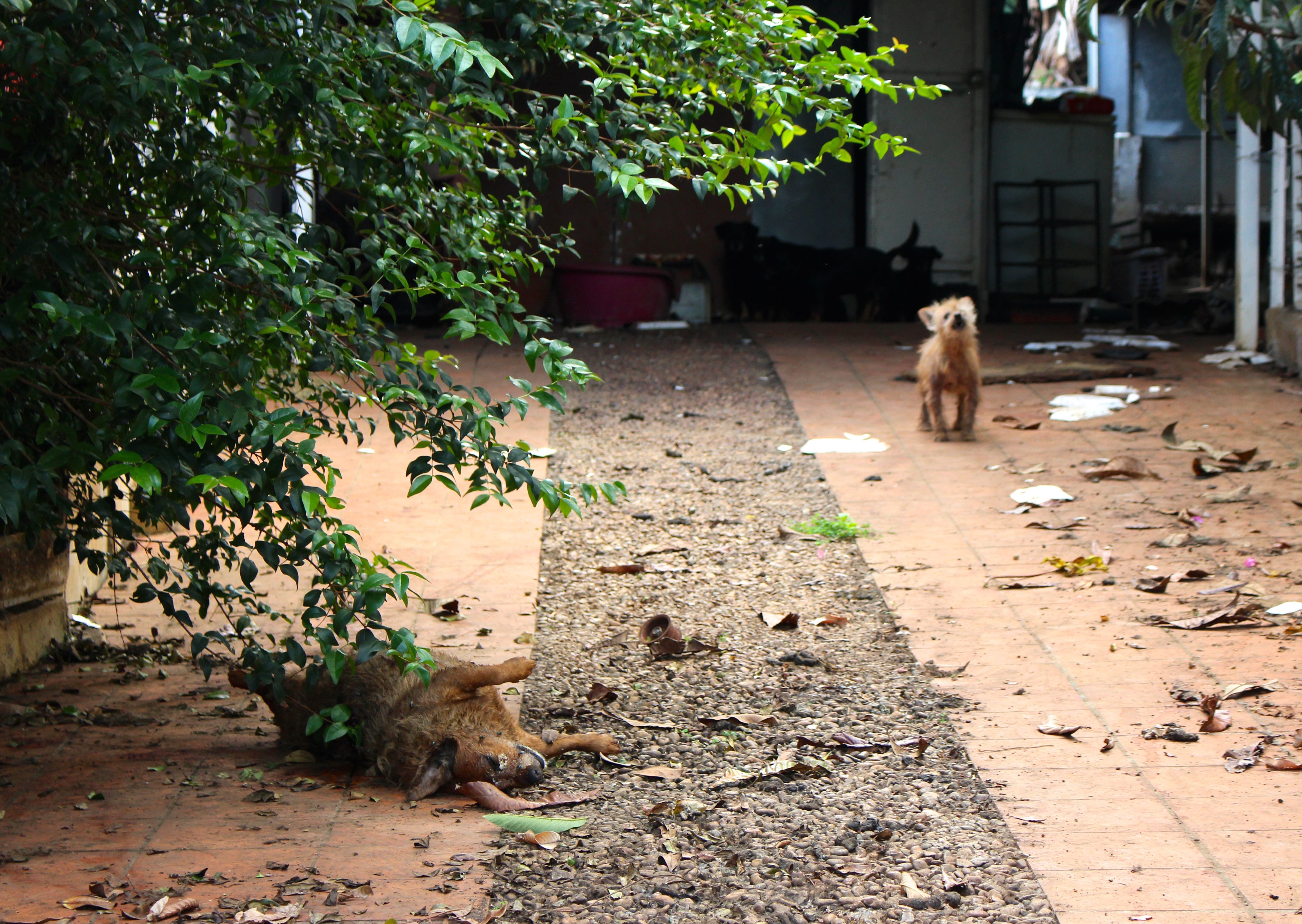 Saint-Pierre: Des chiens livrés à leur sort, morts de faim et de soif