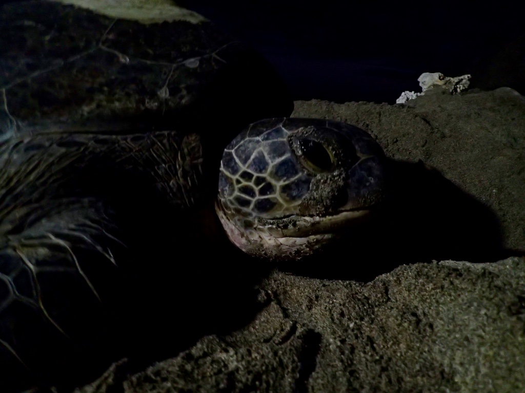 La tortue Emma est revenue pondre sur une plage de l'île