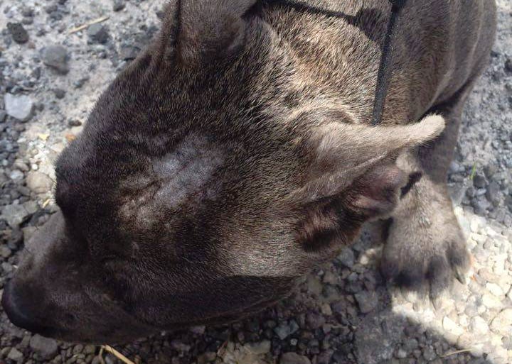 Les ravisseurs d'un chiot staffie retirent sa puce avec une lame de rasoir...
