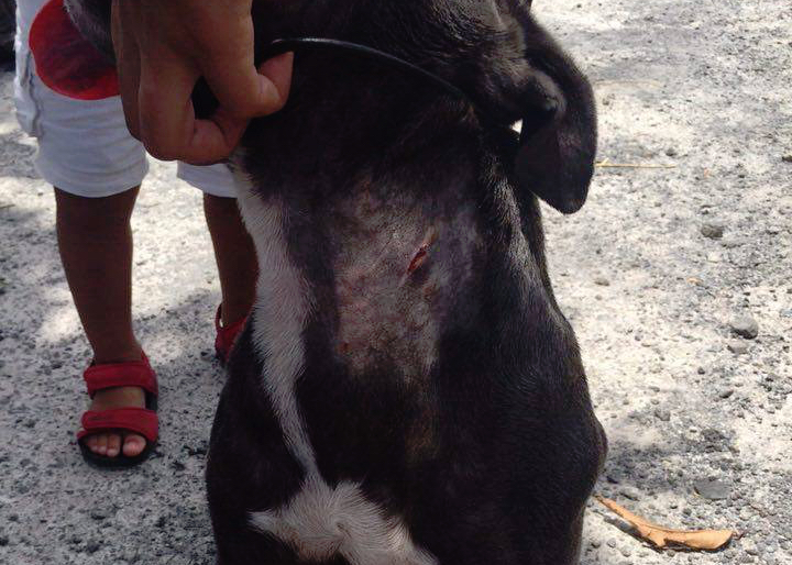Les ravisseurs d'un chiot staffie retirent sa puce avec une lame de rasoir...