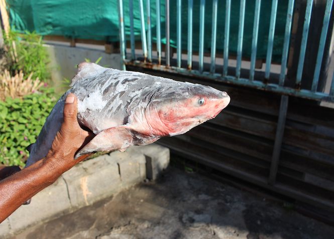 Saint-Louis: Ils pêchent le requin marteau pour le manger