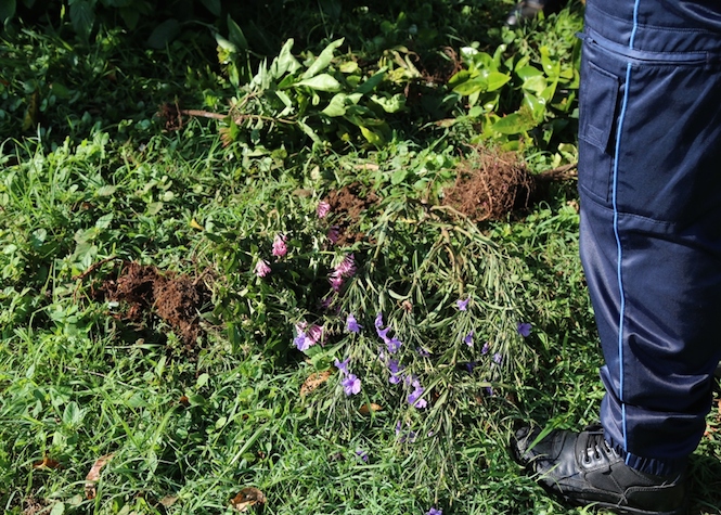 Rond-point du Gol: Des plantes arrachées et laissées sur place