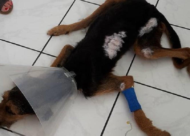 Maltraitance animale: