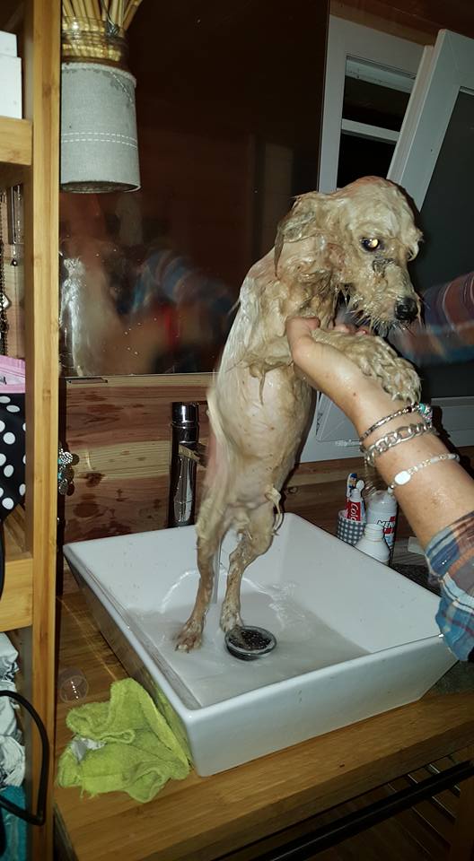 Maltraitance: D’autres animaux retrouvés chez le tortionnaire de Sainte-Marie
