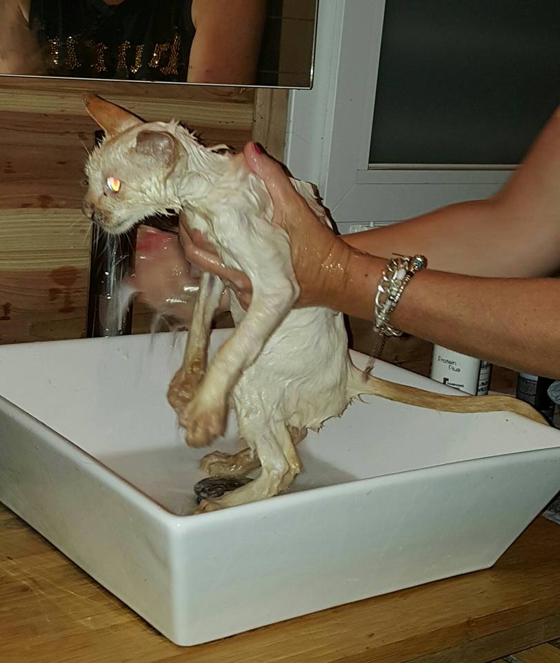 Maltraitance: D’autres animaux retrouvés chez le tortionnaire de Sainte-Marie