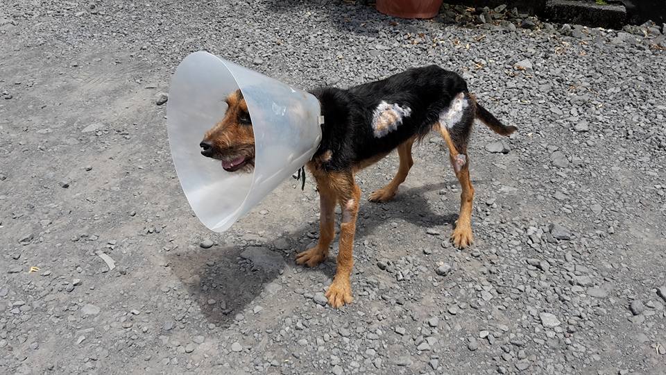 Maltraitance: D’autres animaux retrouvés chez le tortionnaire de Sainte-Marie