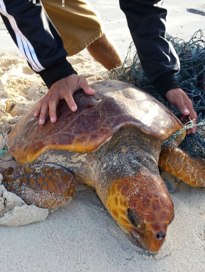 Une tortue caouanne sauvée d'un filet fantôme