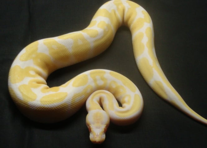Saint-Pierre: Un python royal d'1m50 terrifie les locataires d'une résidence