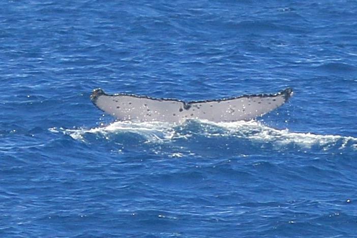 La première baleine à bosse de l'année observée à St-Pierre