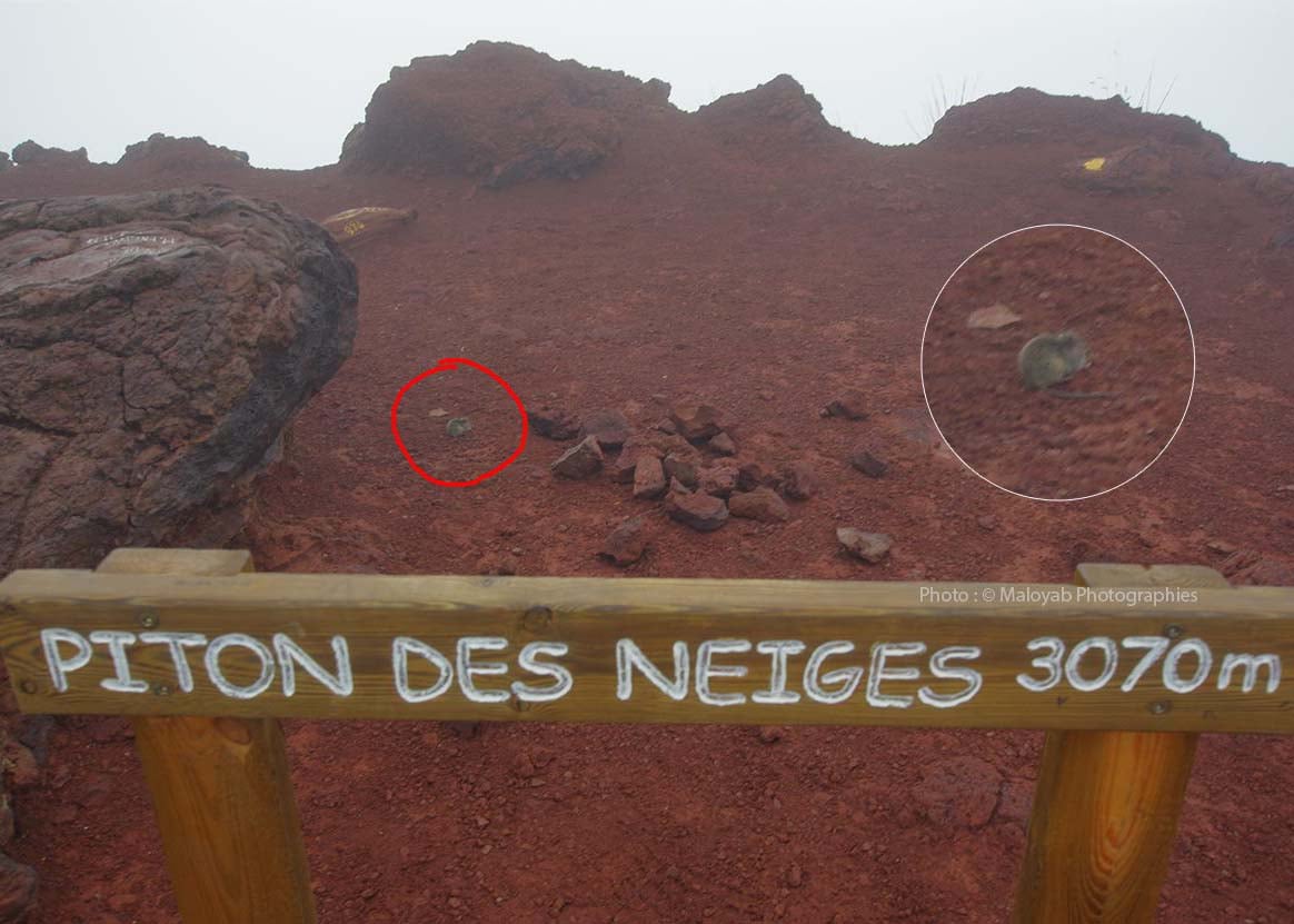 Des rats et des souris au sommet du Piton des Neiges