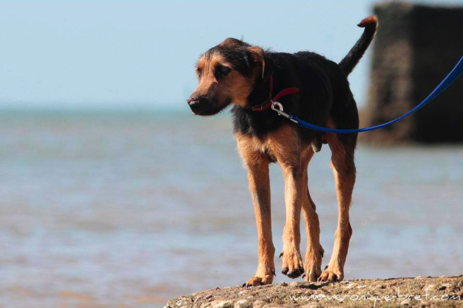 Une nouvelle vie en métropole pour les chiens du tortionnaire de Sainte-Marie