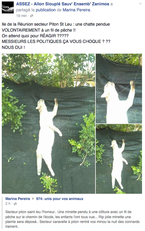 Un chat volontairement pendu