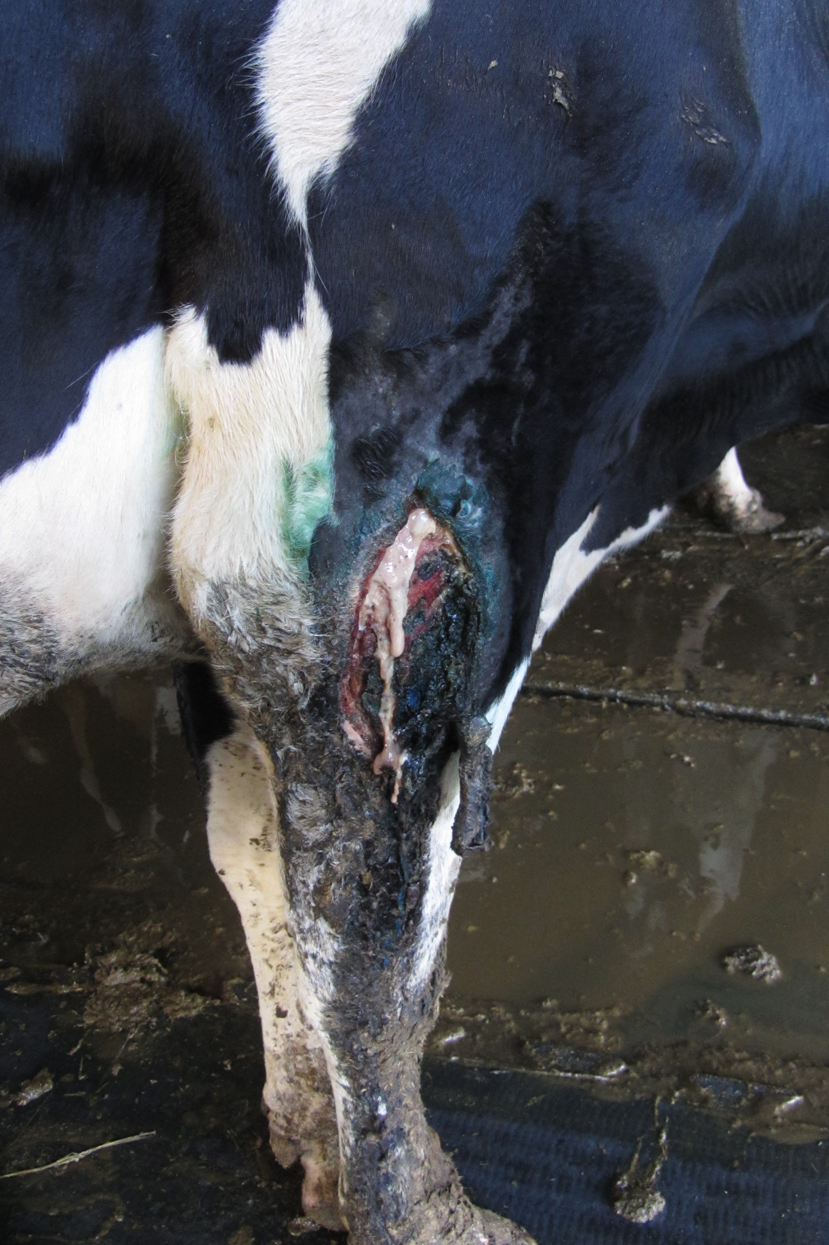 Des cas de maltraitance animale constatés sur l'exploitation du président du Groupement de Défense Sanitaire
