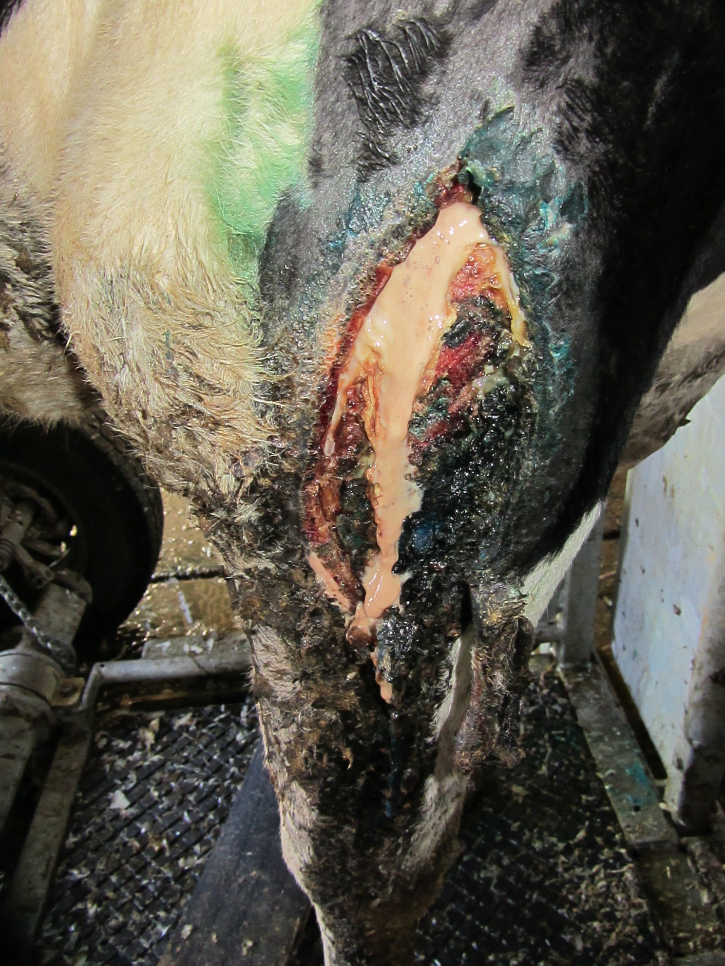 Des cas de maltraitance animale constatés sur l'exploitation du président du Groupement de Défense Sanitaire