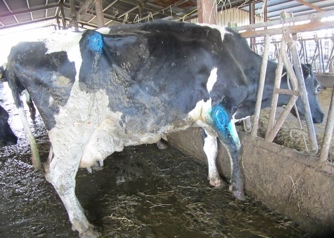 Des cas de maltraitance animale constatés sur l'exploitation du président du Groupement de Défense Sanitaire