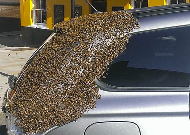Pays de Galles : Un essaim d'abeilles géant à l'arrière d'une voiture