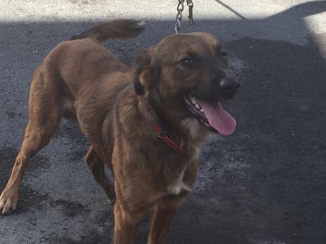 Chiens maltraités: Le bourreau de Sainte-Marie placé en garde à vue puis libéré