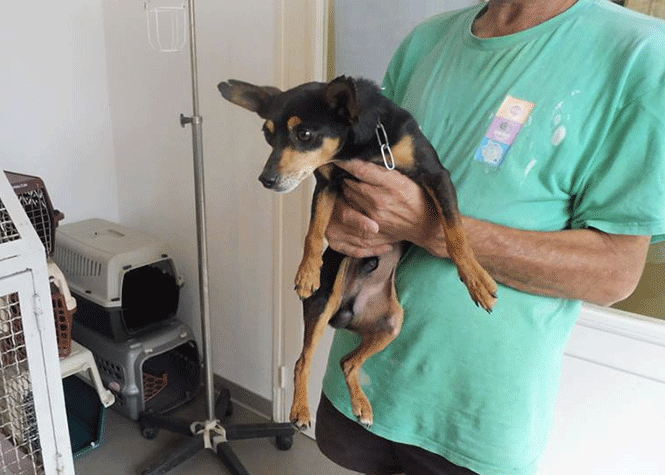 La SPA recueille un chien, sa chaîne enfonçée autour du cou