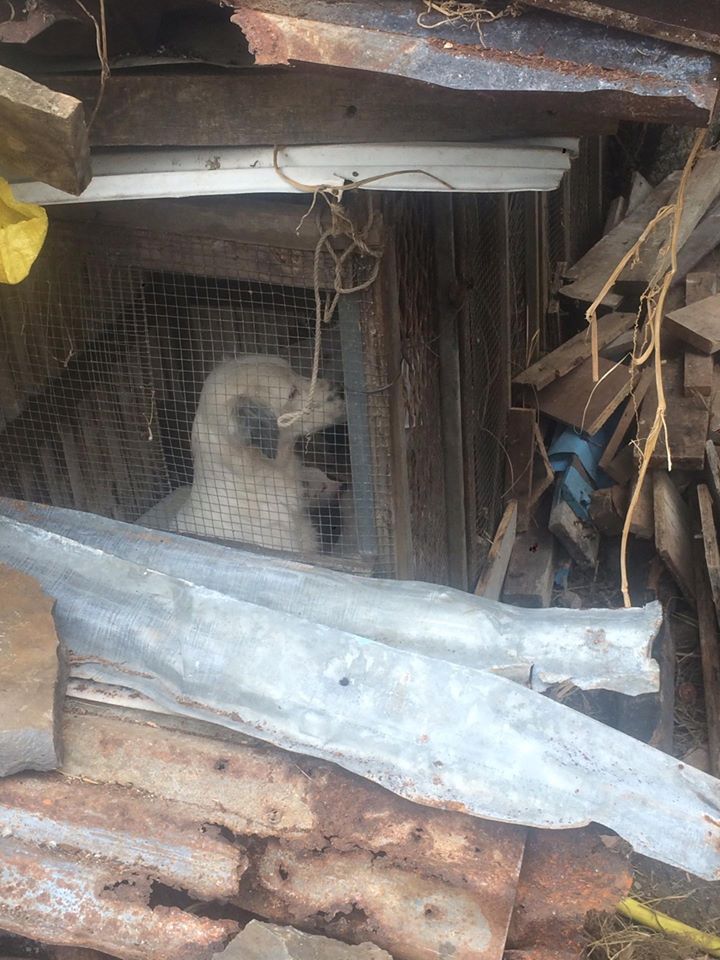 Hauts de l’Ouest: Une chienne et ses trois petits en cage