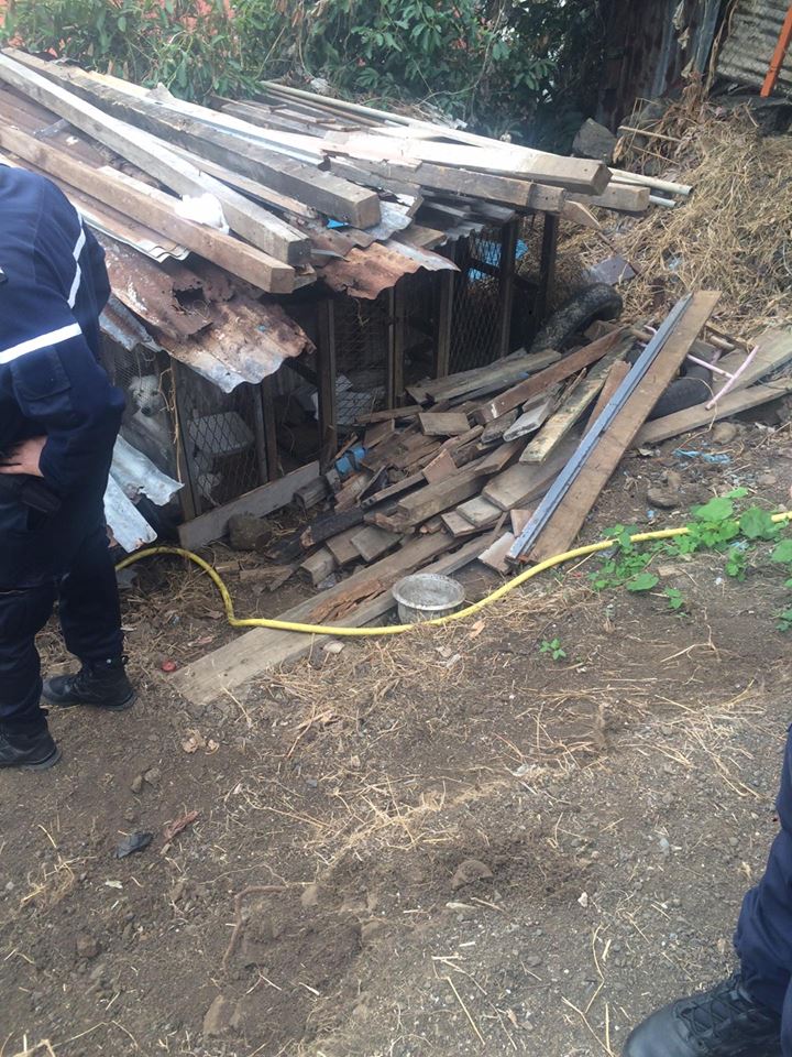 Hauts de l’Ouest: Une chienne et ses trois petits en cage