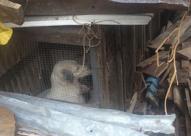Hauts de l’Ouest: Une chienne et ses trois petits en cage