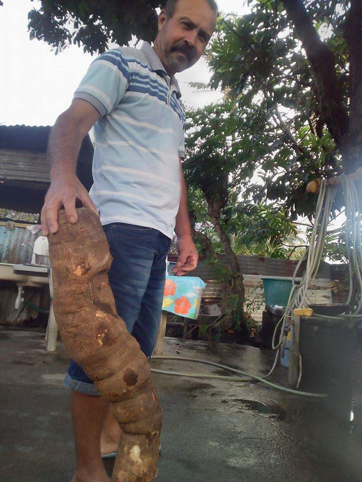 Un manioc de 1 m déterré
