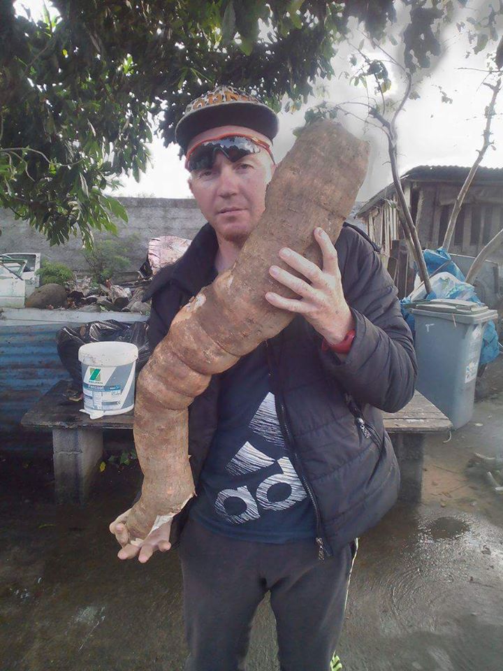 Un manioc de 1 m déterré
